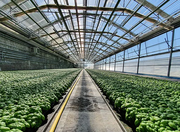 impianto-di-processo-in-serra